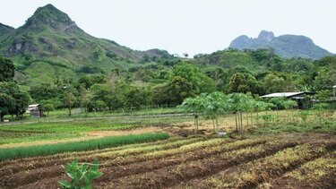Huertos y comedores, un apoyo nutricional
