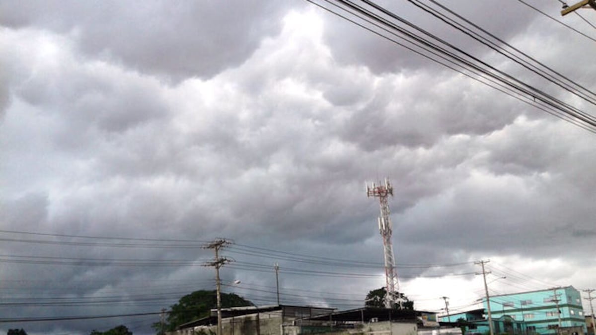 Reportan varios árboles caídos tras fuertes lluvias