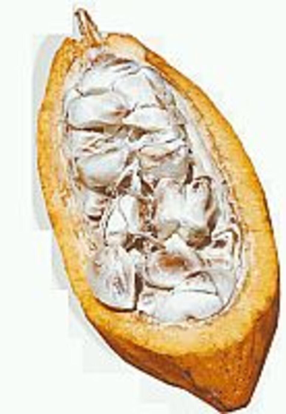 ¿Cacao moneda de curso legal?