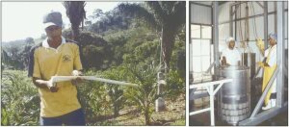 Palmitos hacia Japón