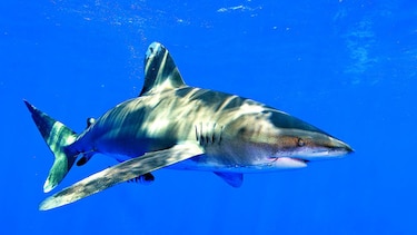 El tiburón blanco podría ser una especie amenazada