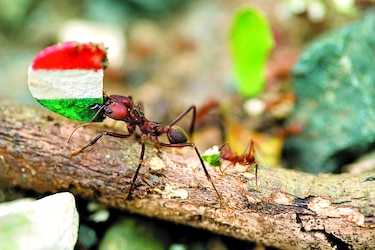 Arrieras van a Nueva York