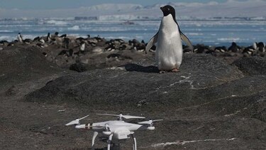 Hallan más de 1.5 millones de pingüinos adelaida en el océano Antártico