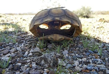 Tortugas mueren al tratar de reproducirse durante sequía
