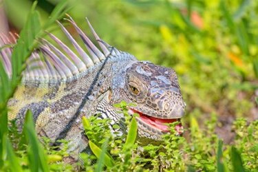 Piden en Florida que no se lleven a casa iguanas congeladas para reanimarlas