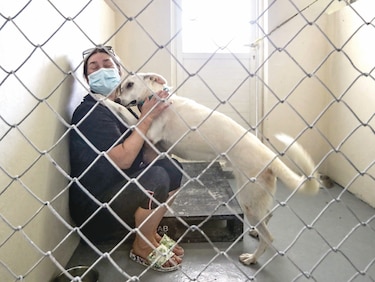 Perros abandonados durante la pandemia buscan familia