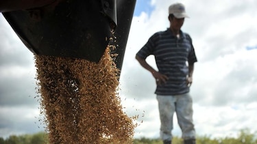 Falta de agua agrava la siembra de arroz