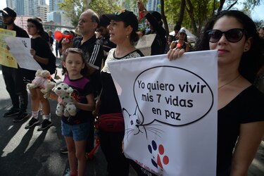 Fiscal: proceso en contra del hombre que maltrató a un gato en Chiriquí aún no finaliza