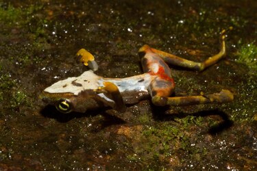 Investigadores hallan una vía para identificar refugios para ranas en extinción en Panamá