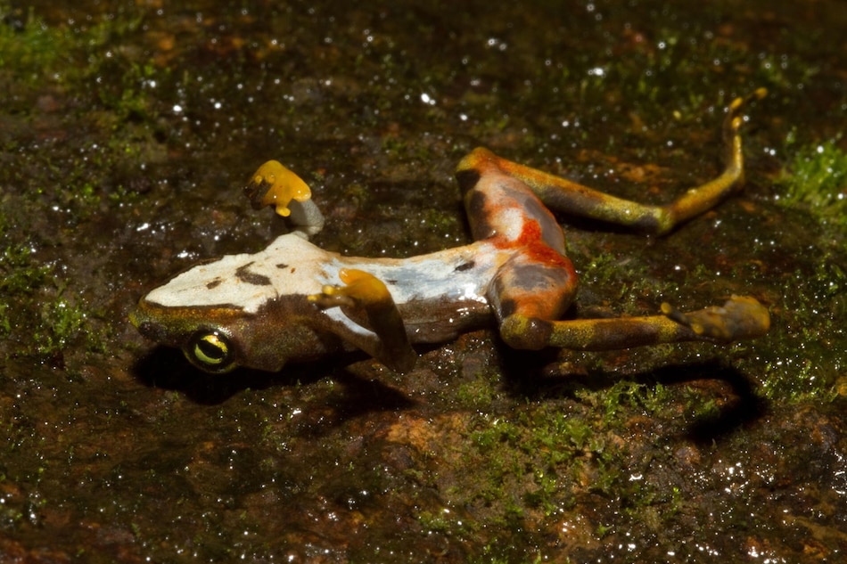 Investigadores hallan una vía para identificar refugios para ranas en extinción en Panamá