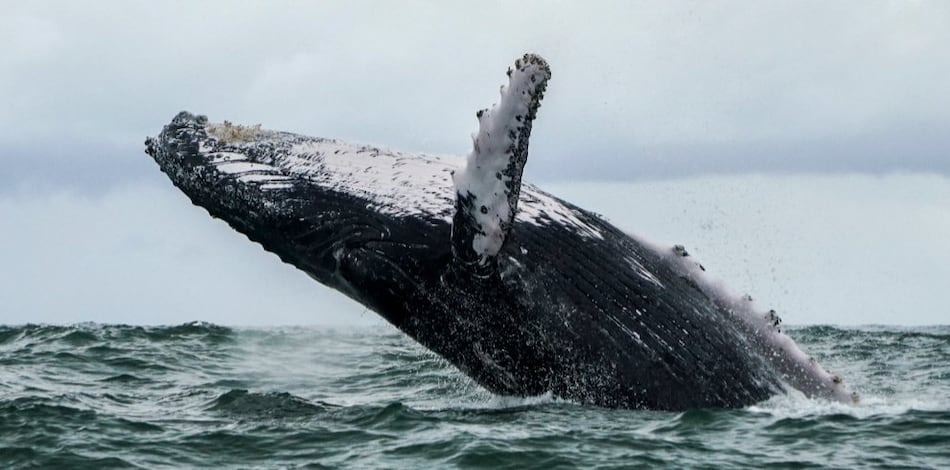 Océanos más cálidos empujarían ballenas jorobadas hacia el norte