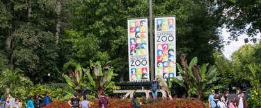 Seis leones y tres tigres del zoológico de Washington contrajeron la Covid-19