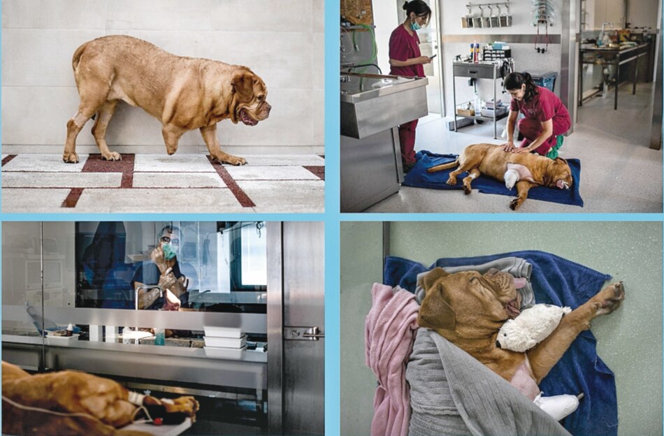 Prótesis biónica salva a una dogo de 50 kilos de peso