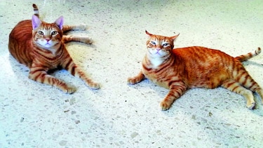 Los Meneítos