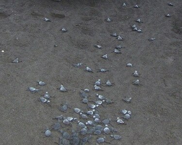 Nacen cerca de 100 mil tortugas en 24 meses en Isla Cañas