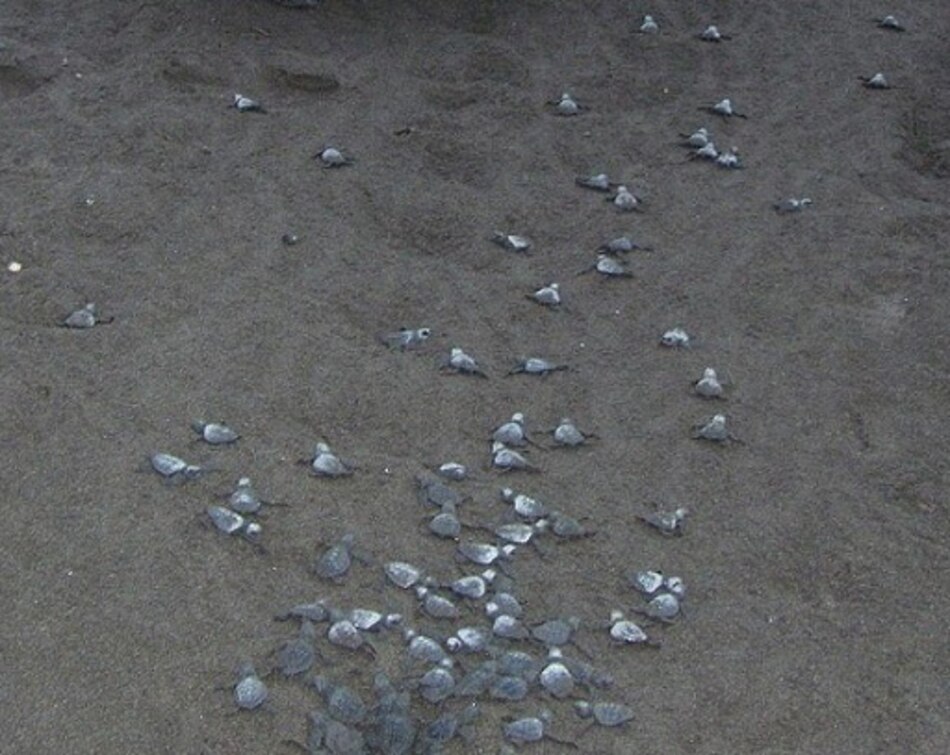 Nacen cerca de 100 mil tortugas en 24 meses en Isla Cañas