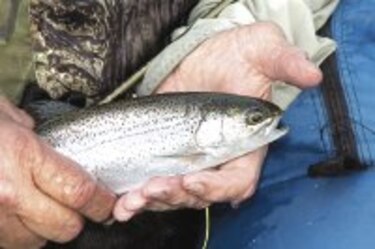 Aumenta la exportación de truchas hacia Estados Unidos