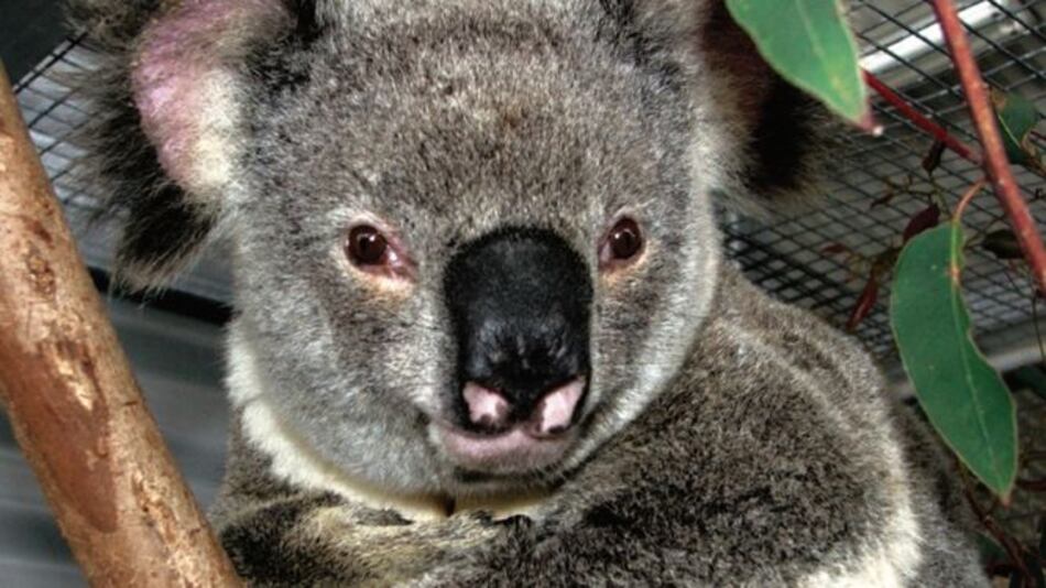 Logran secuenciar el genoma del koala, un paso enorme para preservarlo