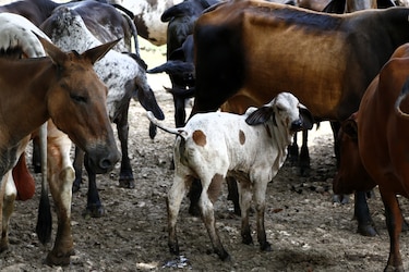 El gusano barrenador rompió la barrera que lo frenaba en Panamá, toca recuperar el control