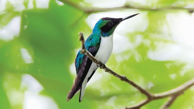 Colibrí, sagaz volador en miniatura