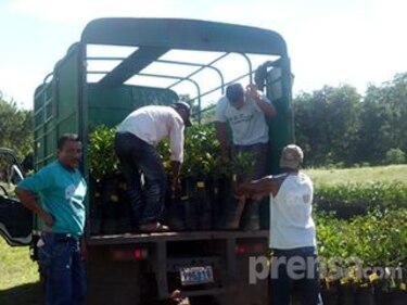 Agricultores reciben nuevas variedades de naranjas