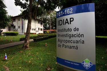 Mulino escoge a la agrónoma Alexandra Rodríguez como directora de la Idiap