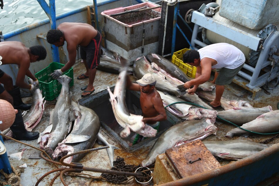 Tiburones, mantas y rayas, en peligro en áreas protegidas del Mediterráneo