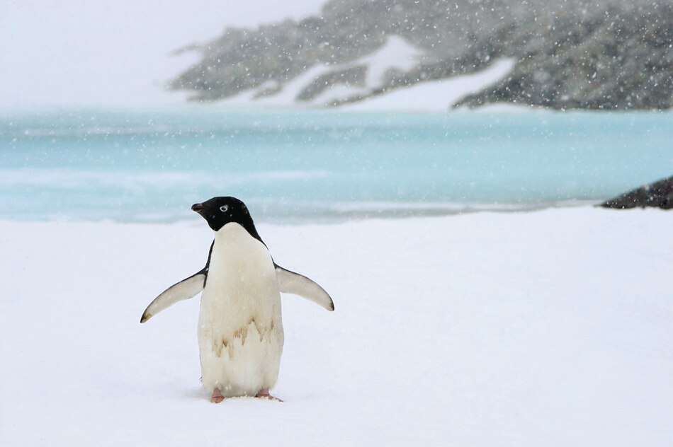 Reducción del hielo antártico amenaza al pingüino emperador