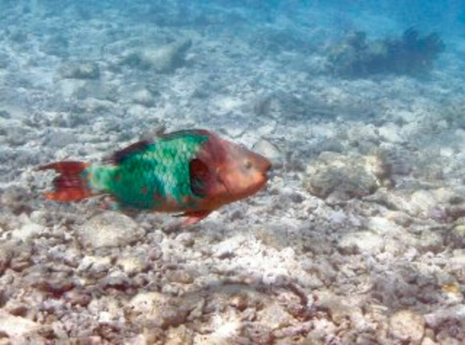 Corales del Caribe, en peligro