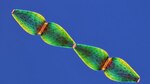 El arte de fotografiar microorganismos