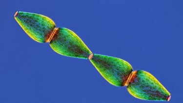 El arte de fotografiar microorganismos