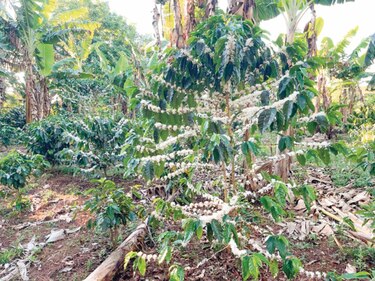 Mano de obra, un reto para producir y cosechar café