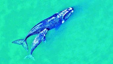 Documental para concienciar sobre ballenas francas