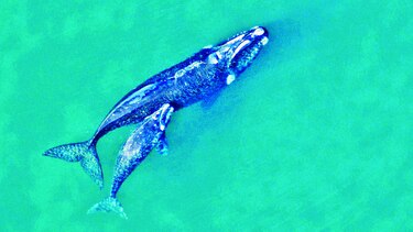 Documental para concienciar sobre ballenas francas