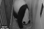 Nace panda en Zoológico Nacional de Washington