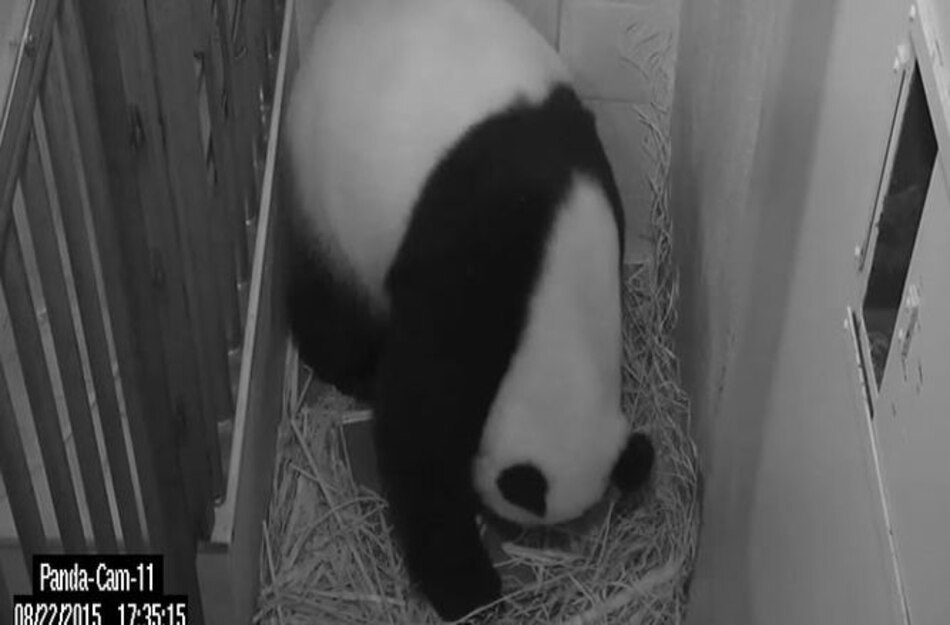 Nace panda en Zoológico Nacional de Washington