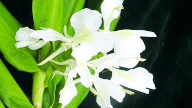 Panamá y su flora introducida