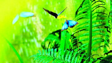 Santuarios de mariposas