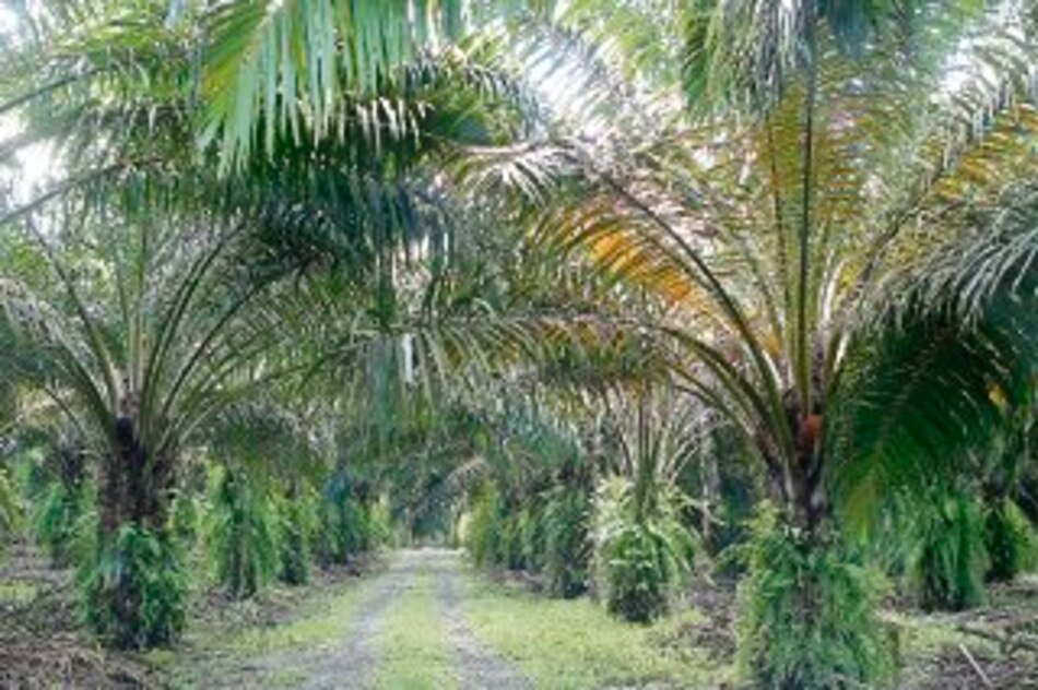 Palmas, en riesgo por la flecha seca