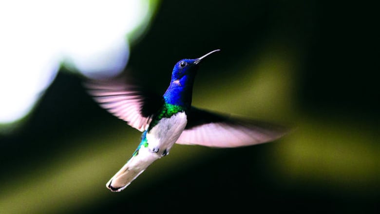 Observación de fauna