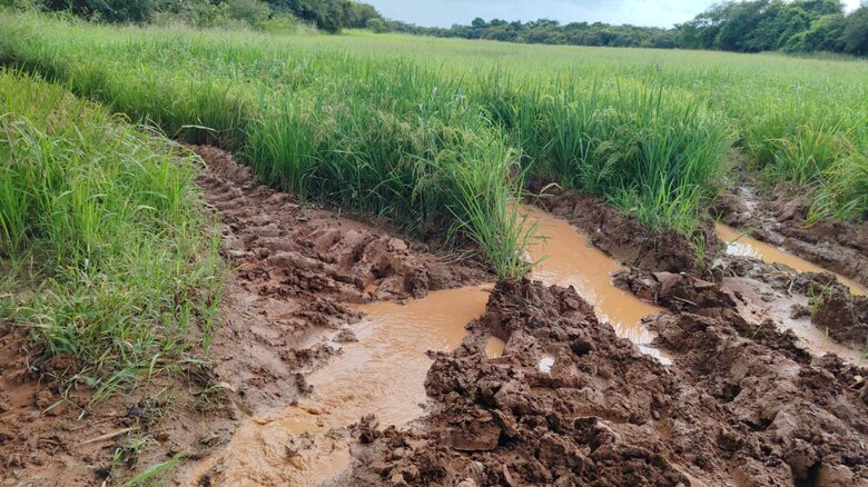 Daños por las lluvias en cultivos agrícolas superan las 8,000 hectáreas en diversos productos