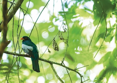 Estudio detecta descenso de aves en parque Soberanía
