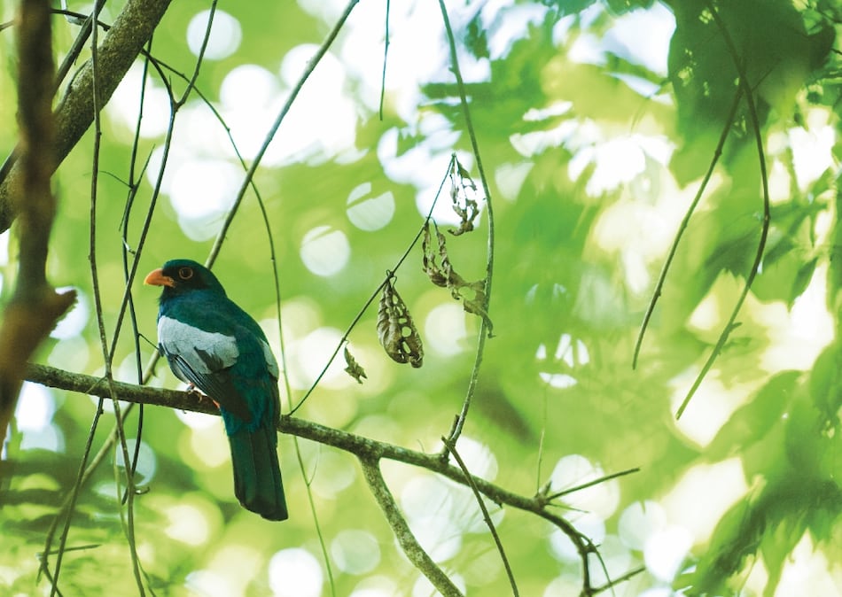 Estudio detecta descenso de aves en parque Soberanía