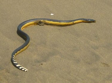 Reportan la presencia de serpientes marinas en El Uverito