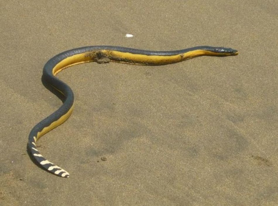 Reportan la presencia de serpientes marinas en El Uverito