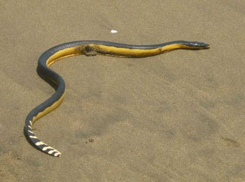 Reportan la presencia de serpientes marinas en El Uverito