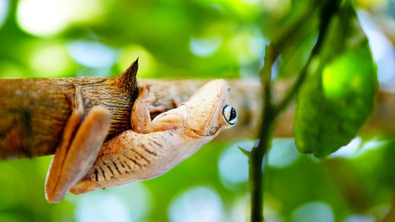 Un pacífico salvaje