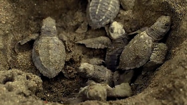 En Ecuador nacen 4,900 tortugas marinas ‘golfinas’, catalogadas como ‘vulnerables’