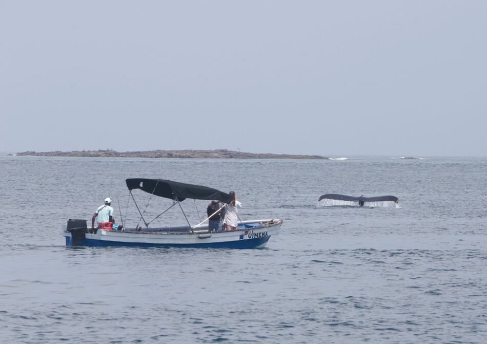 Panamá aplica reducción de velocidad en los barcos para proteger a las ballenas