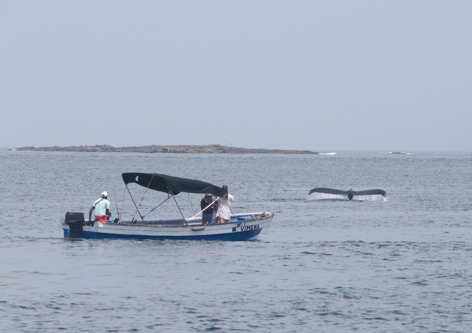Panamá aplica reducción de velocidad en los barcos para proteger a las ballenas